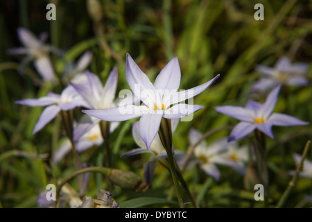 Spring Starflower, Lpheion Uniflorum, Mercer Arboretum und Botanical Gardens Stockfoto