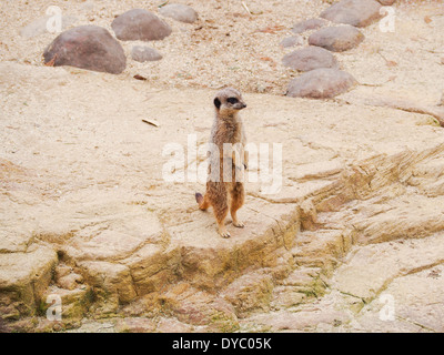 Ein Erdmännchen (Suricata Suricatta) auf den Hinterbeinen stehend Stockfoto