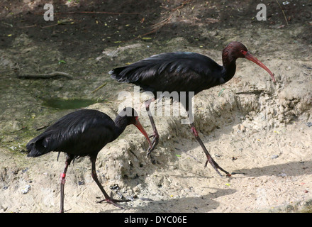 Zwei Puna Ibisse (Plegadis Ridgwayi) zu Fuß in der Nähe von Wasser Stockfoto