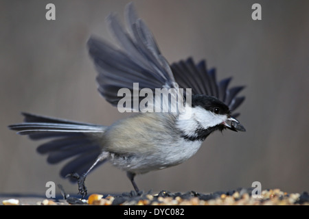 Schwarz-capped Chickadee Flug Stockfoto