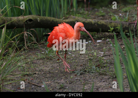 Nahaufnahme von einem Scarlet Ibis (Eudocimus Ruber) zu Fuß und auf Futtersuche Stockfoto