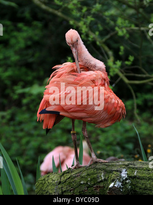 Nahaufnahme von einem Scarlet Ibis (Eudocimus Ruber) Federn putzen Stockfoto