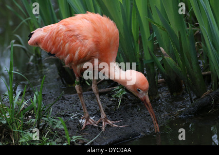 Nahaufnahme von einem Scarlet Ibis (Eudocimus Ruber) auf Nahrungssuche in einem See Stockfoto