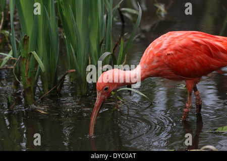 Nahaufnahme von einem Scarlet Ibis (Eudocimus Ruber) auf Nahrungssuche in einem See Stockfoto