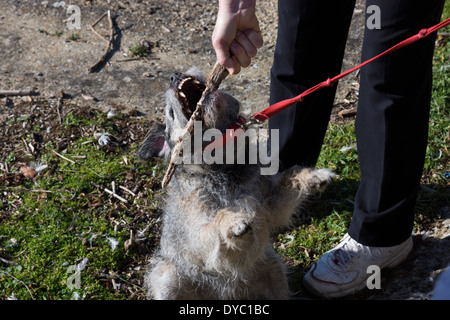 BORDER TERRIER HUND HUNDE DRAUßEN SPIELEN, HALTEN EINEN GROßEN KNÜPPEL UND OFFING ES PFOTE ZU HALTEN DESHALB AN DER LEINE KAUEN SEINEN HOLZSTAB Stockfoto