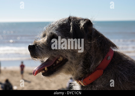 Border Terrier Haar Sonnentag Strand Stockfoto