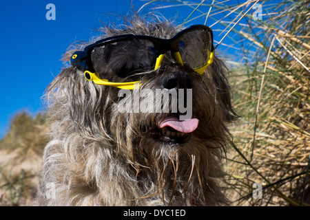 Border Terrier waring Sonnentag Strand Sonnenbrillen Stockfoto