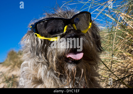 Border Terrier waring Sonnentag Strand Sonnenbrillen Stockfoto