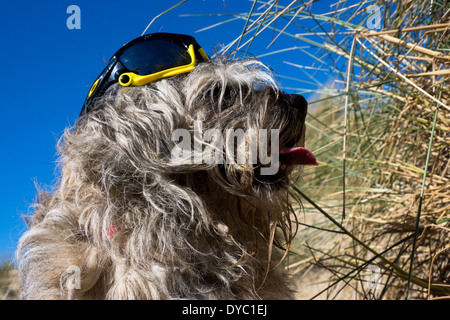 Border Terrier waring Sonnentag Strand Sonnenbrillen Stockfoto