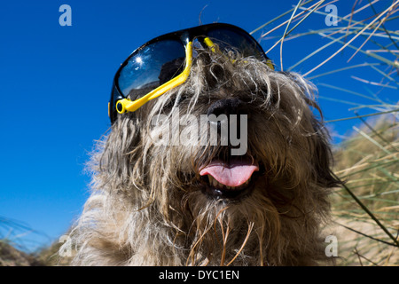 Border Terrier waring Sonnentag Strand Sonnenbrillen Stockfoto