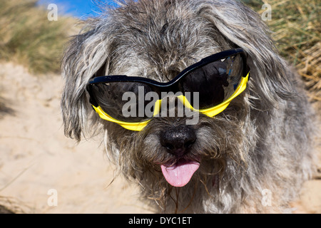 Border Terrier waring Sonnentag Strand Sonnenbrillen Stockfoto