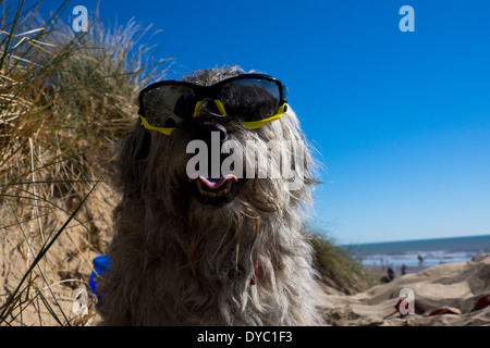 Border Terrier waring Sonnentag Strand Sonnenbrillen Stockfoto