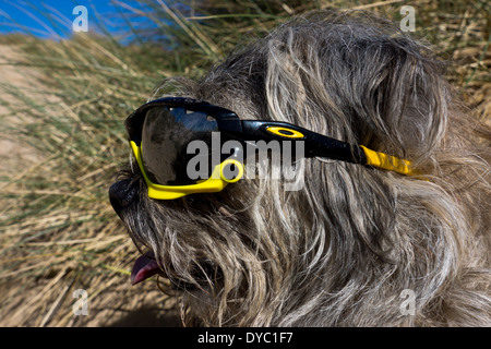 Border Terrier waring Sonnentag Strand Sonnenbrillen Stockfoto