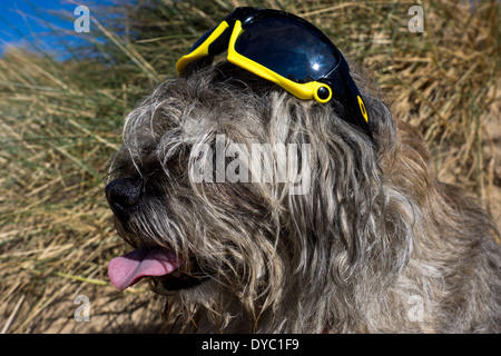 Border Terrier waring Sonnentag Strand Sonnenbrillen Stockfoto