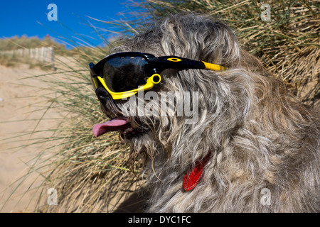 Border Terrier waring Sonnentag Strand Sonnenbrillen Stockfoto