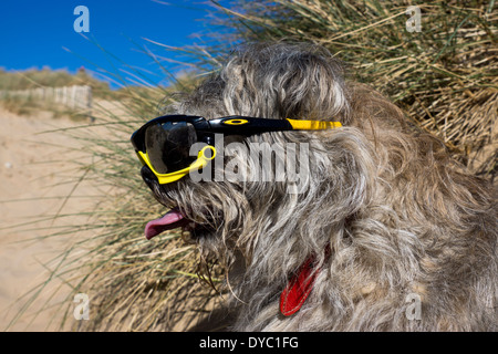 Border Terrier waring Sonnentag Strand Sonnenbrillen Stockfoto