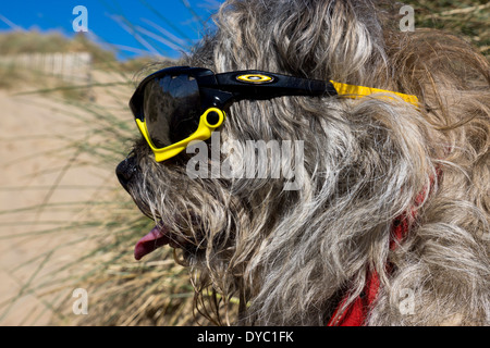 Border Terrier waring Sonnentag Strand Sonnenbrillen Stockfoto