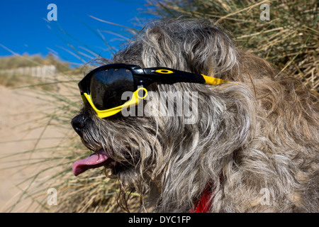 Border Terrier waring Sonnentag Strand Sonnenbrillen Stockfoto