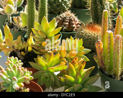 Sukkulente und Kakteen Display, Florida, USA Stockfoto