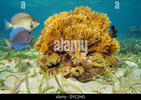 Meeresboden mit verzweigten Feuer Korallen, Millepora Alcicornis und tropischen Fischen in der Karibik Stockfoto