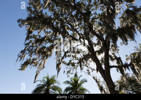Spanish Moss hängen im südlichen Live Oak Tree, Tampa, FL Stockfoto