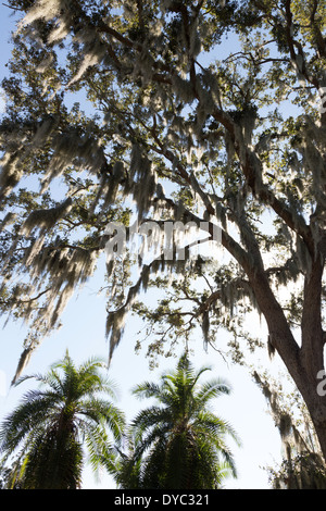 Spanish Moss hängen im südlichen Live Oak Tree, Tampa, FL Stockfoto