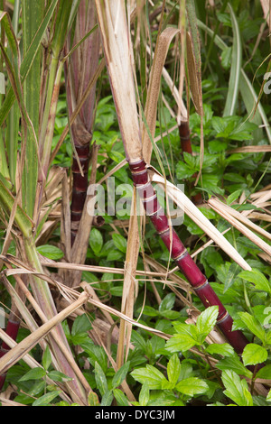 Zuckerrohr (Saccharum Officinarum) Stockfoto