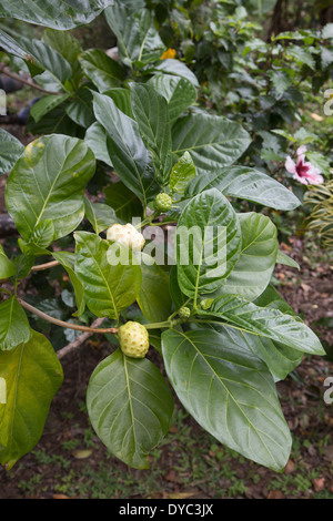 Noni (Morinda citrifolia) Obst wächst im tropischen Garten auf Kauai, Hawaii Stockfoto