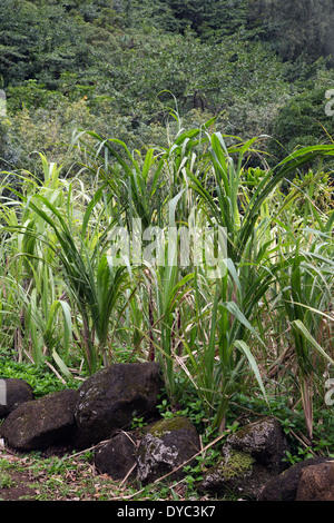 Zuckerrohr (Saccharum officinarum) wächst in Hawaii Stockfoto