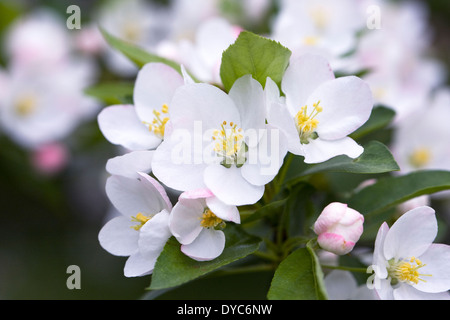 Malus Floribunda. Japanische Blüte Crab Apple. Stockfoto