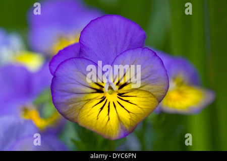 Viola "Morpho" Blume. Stockfoto