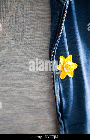 Gelbe Narzisse Pin auf Kleidung für Marie Curie Cancer Charity - UK Stockfoto