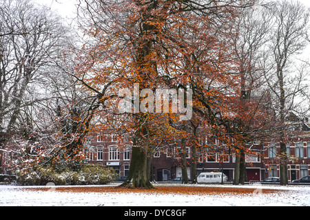 Braune Laub auf dem schneebedeckten Rasen Stockfoto