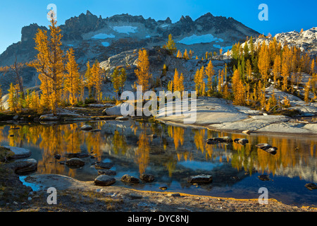 Fallen Sie Lärche reflektiert in einem Teich im Abschnitt Alpine Seen Wildnis Verzauberungen. Washington. USA Stockfoto