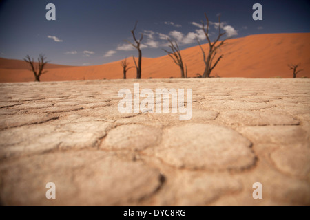 Risse und Muster in die trockene Oberfläche und abgestorbene Bäume am Deadvlei, Namib Naukluft Park, Namibia, Afrika Stockfoto