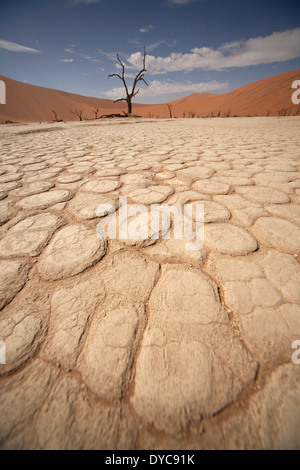 Risse und Muster in die trockene Oberfläche und abgestorbene Bäume am Deadvlei, Namib Naukluft Park, Namibia, Afrika Stockfoto