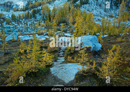 Ein Stein Weg durchschneidet ein Wäldchen subalpine Lärche im Abschnitt Verzauberungen Washingtons Alpenseen Wildnis Herbst Stockfoto