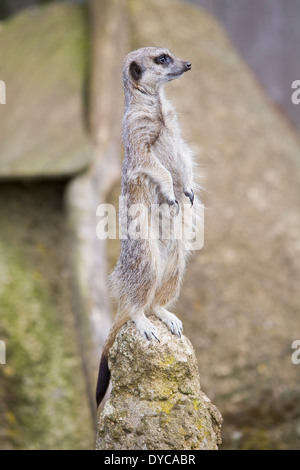 Ein Erdmännchen Stockfoto