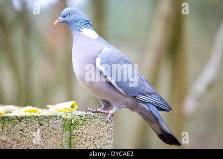 Ringeltaube, die Fütterung von Vogelhaus Stockfoto
