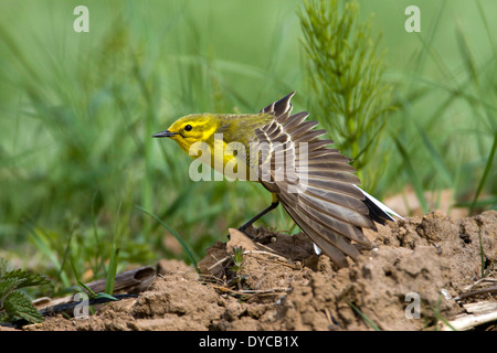 Gelbe Bachstelze (Motacilla Flava) Flügel dehnen Stockfoto