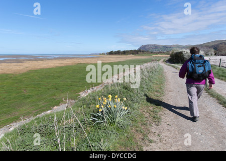 Wales Küstenweg in Nord-Wales. Lady Walker auf Wales Coast Path zwischen Llanfairfechan und Bangor. Stockfoto