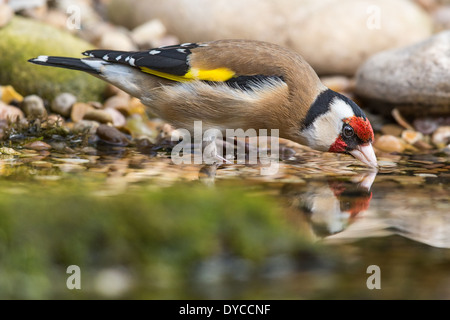 Europäische Stieglitz (Zuchtjahr Zuchtjahr) trinken Stockfoto