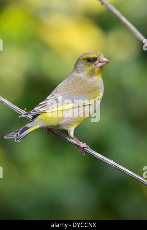 Erwachsenen männlichen europäischen Grünfink (Chloris Chloris) thront auf einem Zweig Stockfoto