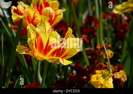 Rot und gelb gestreiften Tulpen vor Hintergrund der Mauerblümchen Stockfoto