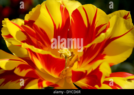 Nahaufnahme von bunten Monsella Tulpe in Blüte Stockfoto
