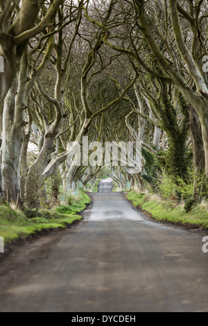 Dunkeln Hecken Bregagh Road, Armoy, County Antrim, Nordirland Stockfoto