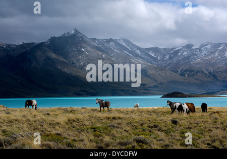 Pferde am See Belgrano, Nationalpark Perito Moreno, südlichen Anden Patagoniens, Santa Cruz, Argentinien Stockfoto