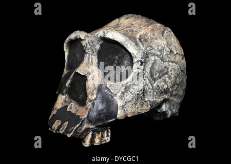 Modell Homo Ergaster Schädel KNM-ER 3733 Stockfoto