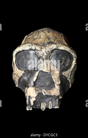 Modell Homo Ergaster Schädel KNM-ER 3733 Stockfoto