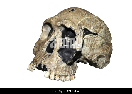 Replikat Homo Habilis Schädel KNM-ER 1813 Stockfoto